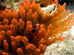 Amphiprion biaculeatus