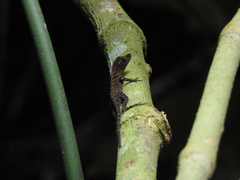 Anolis granuliceps