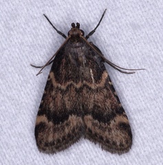 Aglossa cacamica