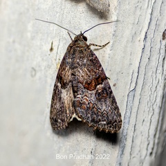 Noctuoidea