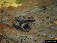 Colostethus inguinalis