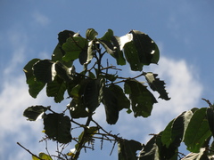 Guarea kunthiana