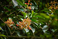 Viburnum arboricolum