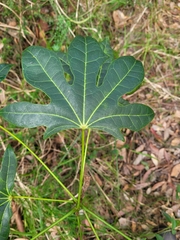 Brachychiton acerifolius