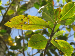 Nectandra