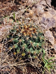 Coryphantha ottonis