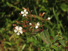Chaetogastra ciliaris