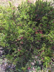 Grevillea juniperina