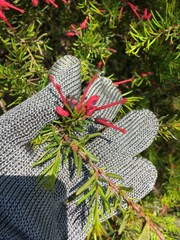 Grevillea juniperina