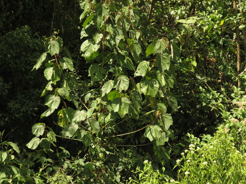Heliocarpus americanus