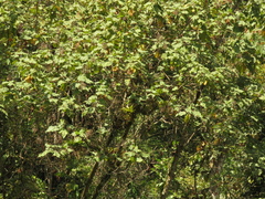 Montanoa quadrangularis