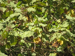 Montanoa quadrangularis