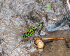 Rhionaeschna planaltica