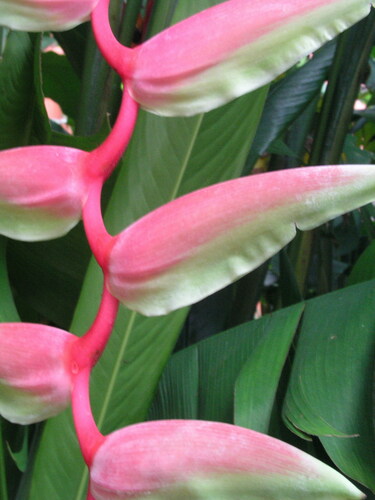 Heliconia chartacea