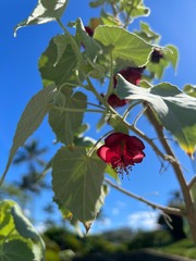 Abutilon menziesii