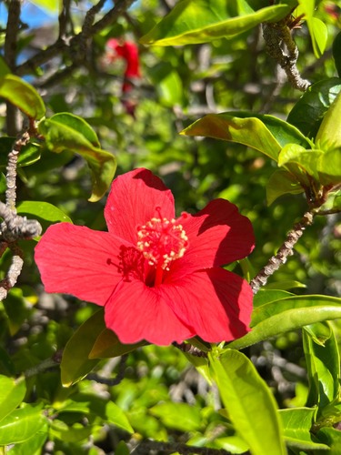 Hibiscus clayi
