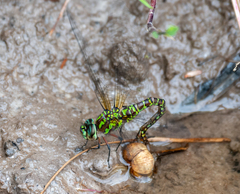 Rhionaeschna planaltica