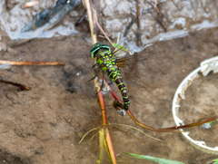 Rhionaeschna planaltica