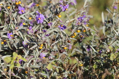 Solanum sturtianum