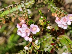 Thryptomene saxicola