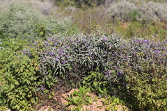 Solanum sturtianum
