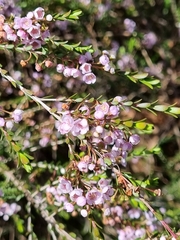Thryptomene saxicola