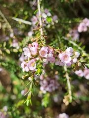 Thryptomene saxicola