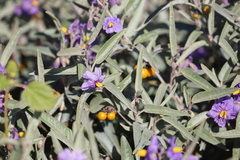 Solanum sturtianum