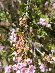 Thryptomene saxicola