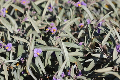 Solanum sturtianum