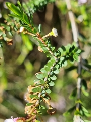 Thryptomene saxicola