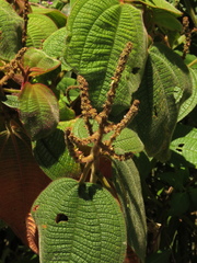 Miconia aeruginosa