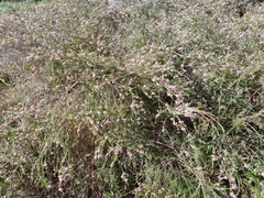Thryptomene saxicola