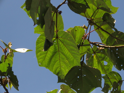 Heliocarpus americanus