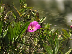 Meriania speciosa