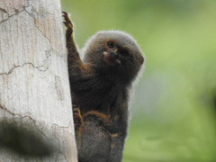 Cebuella pygmaea