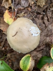Amanita populiphila