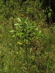 Baccharis brachylaenoides