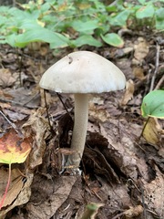 Amanita populiphila