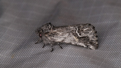 Ursia noctuiformis