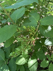 Syringa josikaea