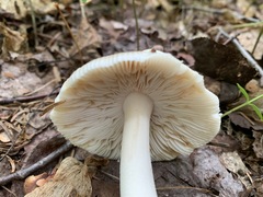 Amanita populiphila