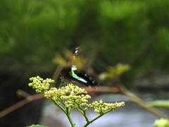 Graphium sarpedon nipponum