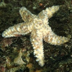 Uniophora granifera