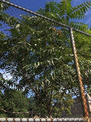 Ailanthus altissima
