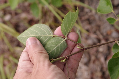Image of Desmodium floridanum by (c) Eric Knight, some rights reserved (CC BY)