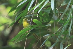 Aegithina lafresnayei