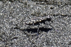 Cicindela carthagena