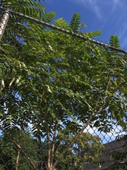 Ailanthus altissima