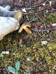 Aureoboletus mirabilis